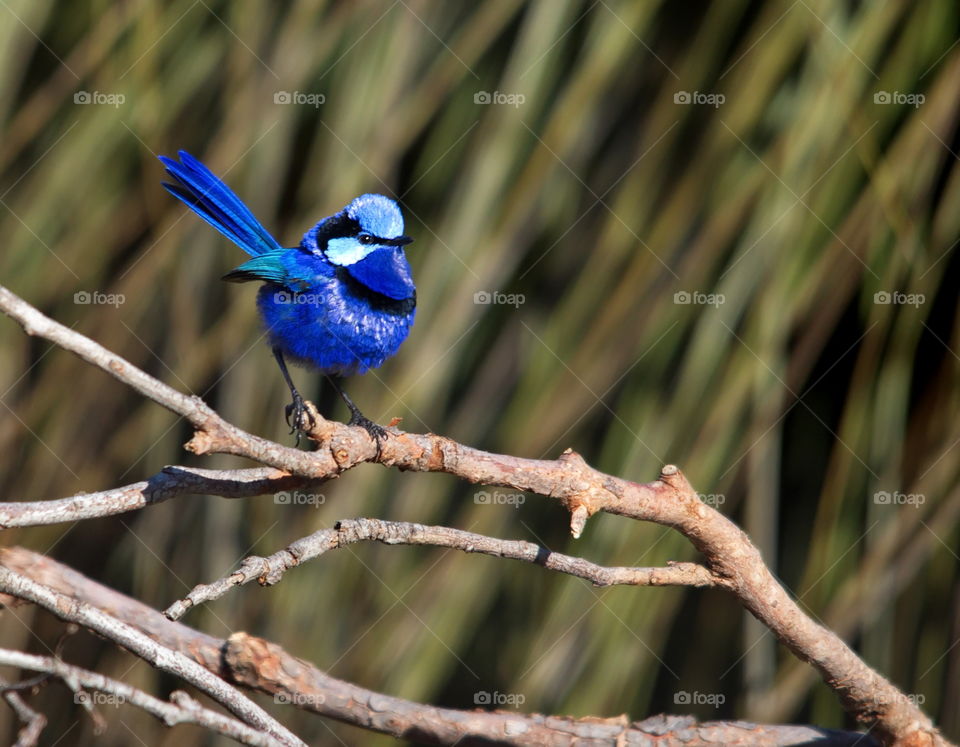 Male Splendid Fairy-wren on a branch in the wild