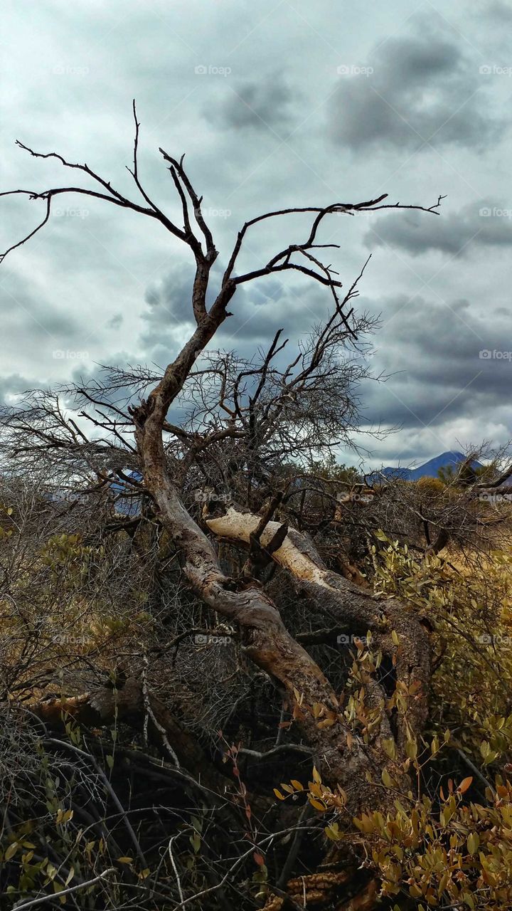 Fire and the passing of time transformed this desert tree into a piece of art.