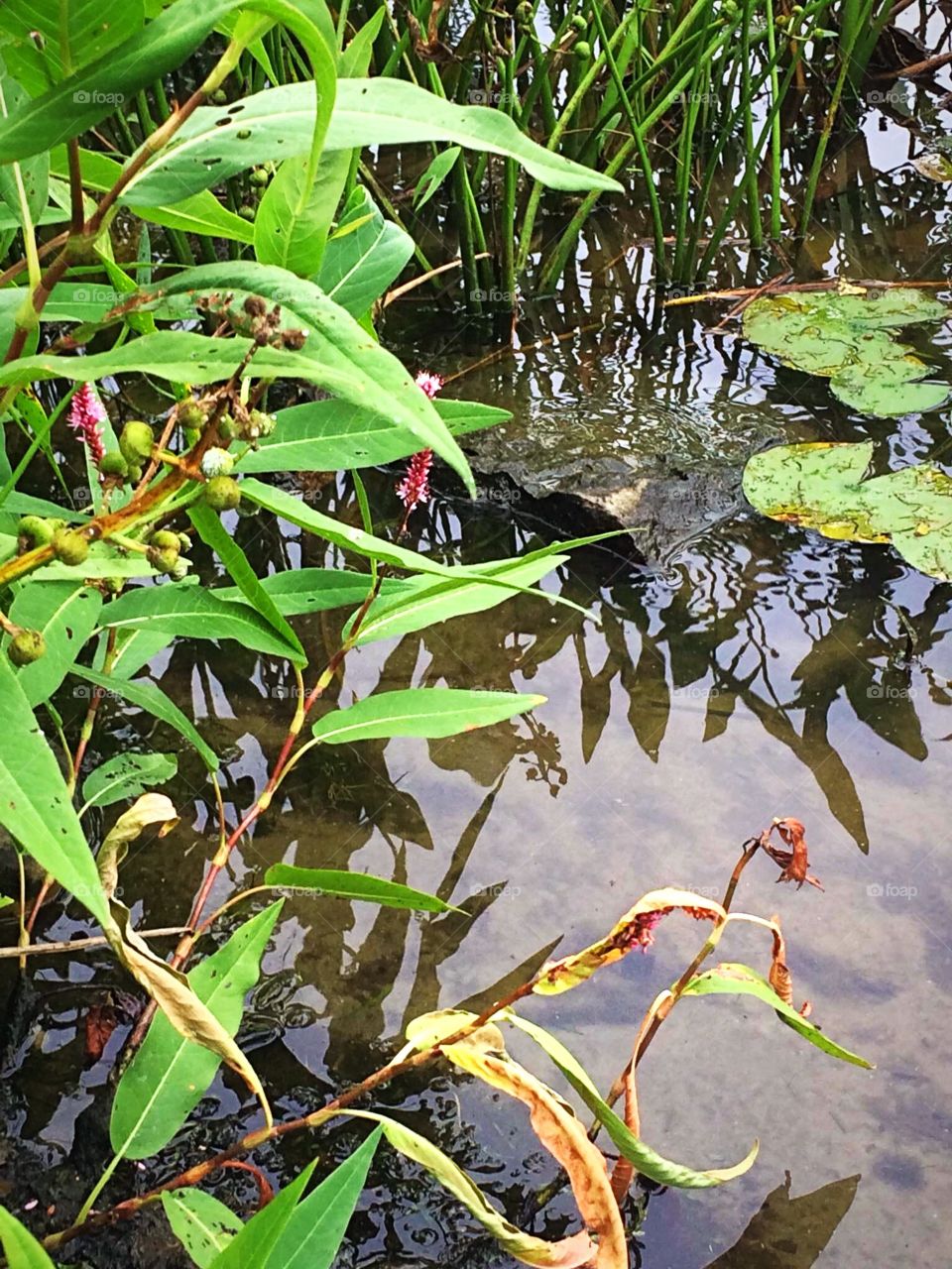 Aquatic plants reflections 