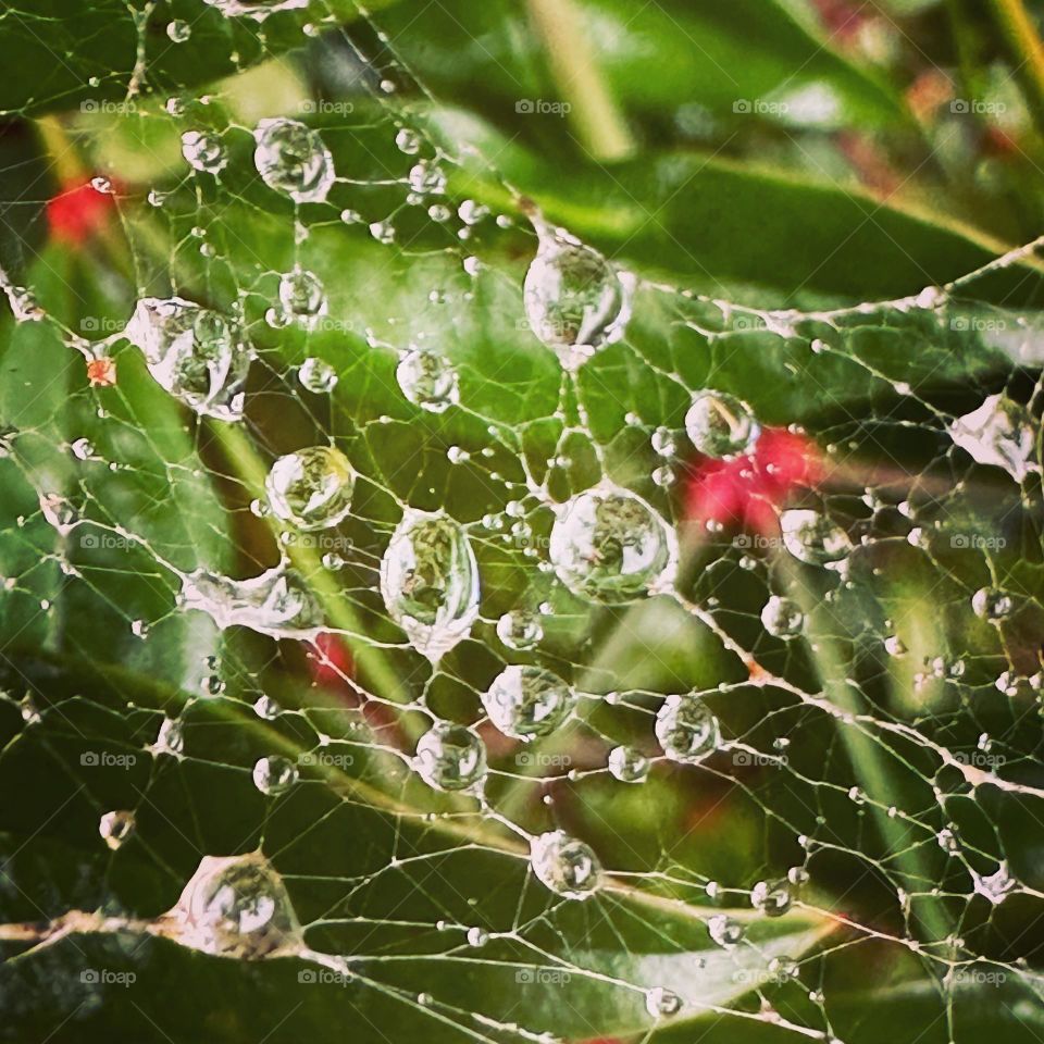 Spiderweb Dew