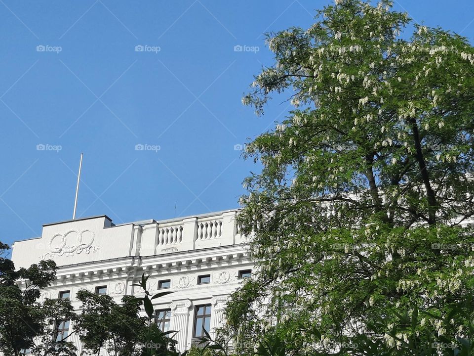 acacia in bloom in the city