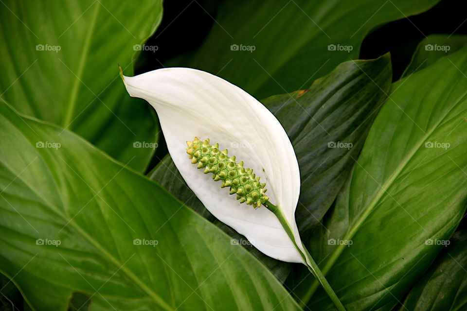 Calla lily white and green