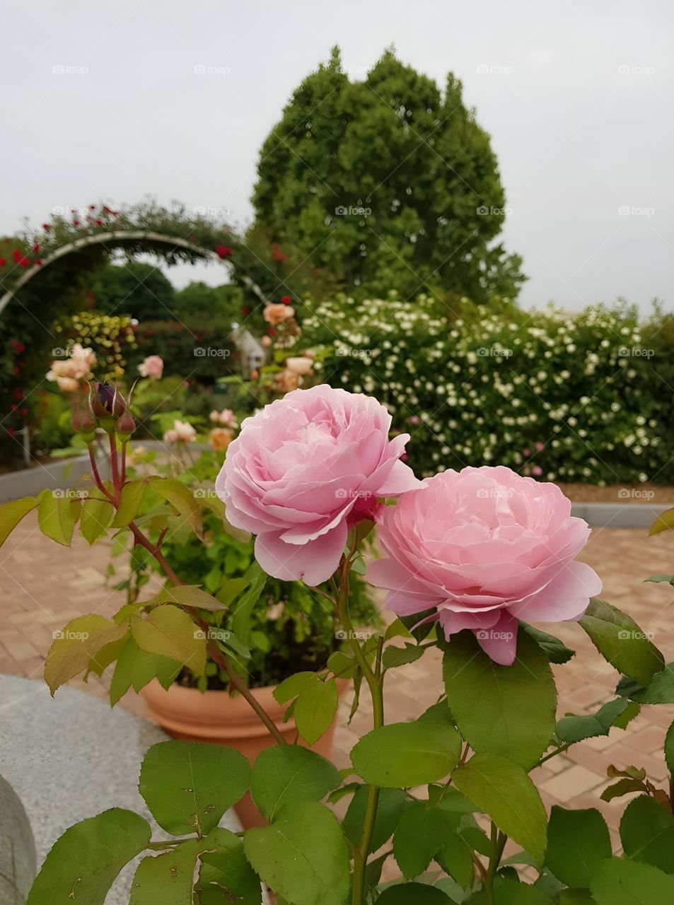 Pink roses in pots in the flower garden