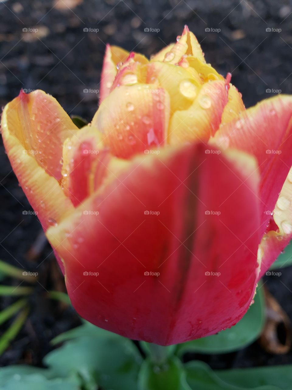 tulip