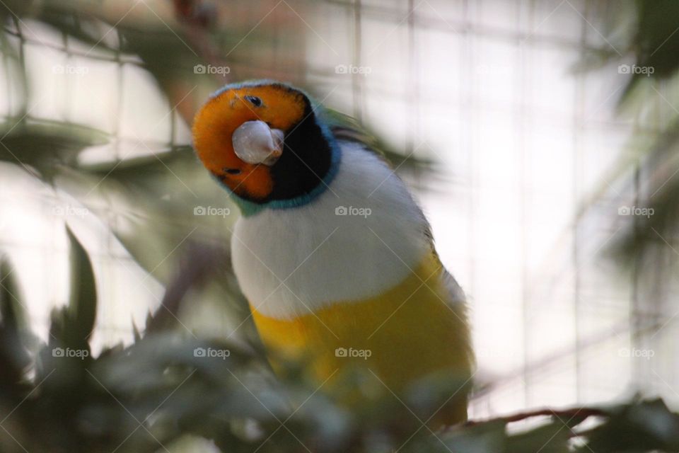 A small gouldian finch, cocking it’s head with curiosity at the world beneath the branches