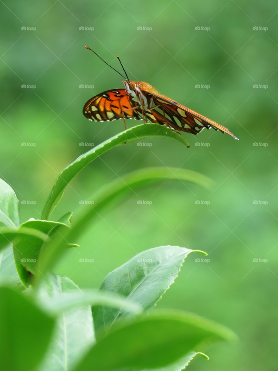 Butterfly resting on grass