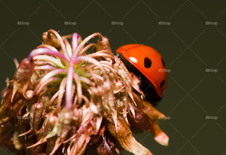Ladybug on the flower. Cute macro ladybug in the garden