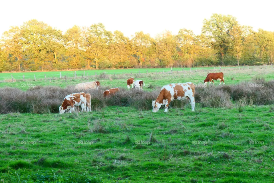 Weidende Rinder