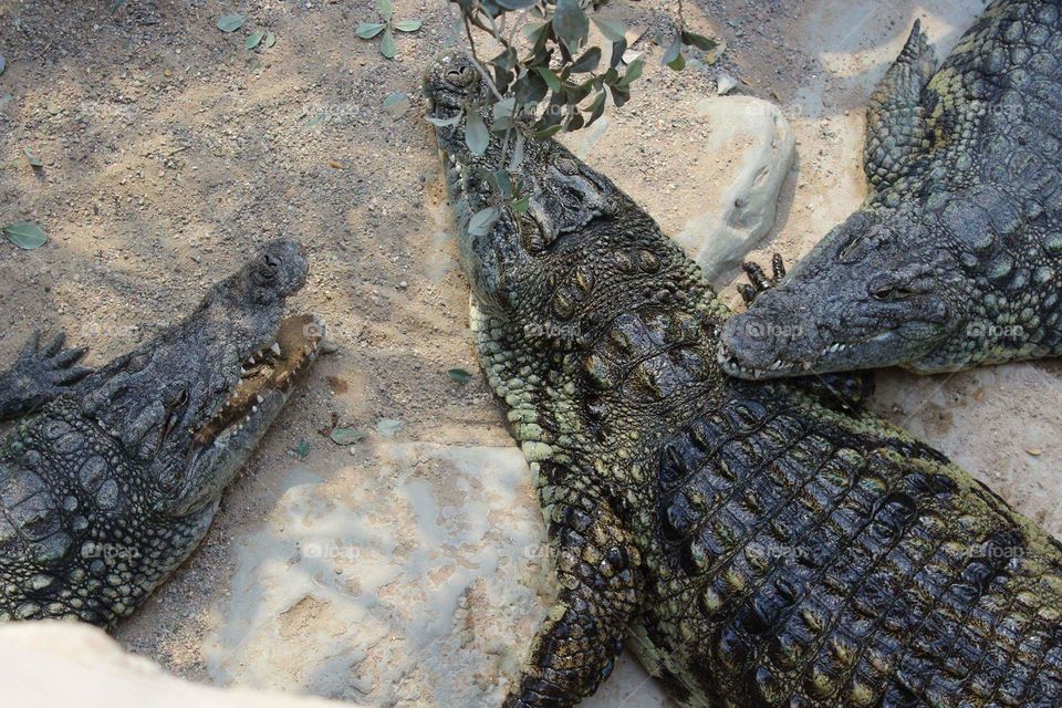 some nile crocodiles i photographed at hamburg zoo