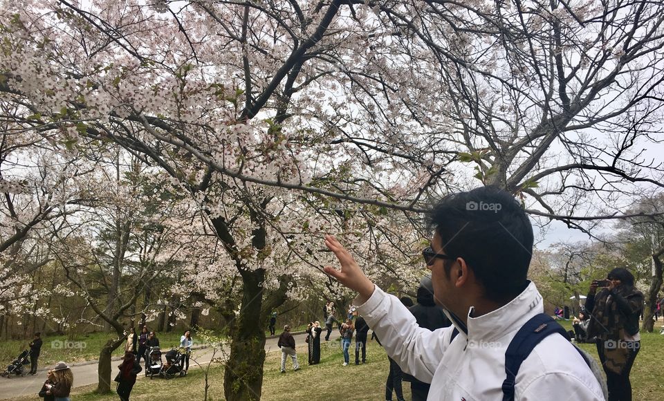 Beautiful cherry blossoms