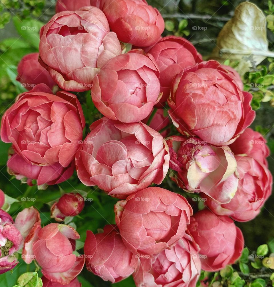 Wild pink roses blossoming, pink flowers blossoms, spring flowers, garden flowers 