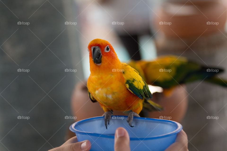 No Person, Bird, Parrot, Wildlife, One