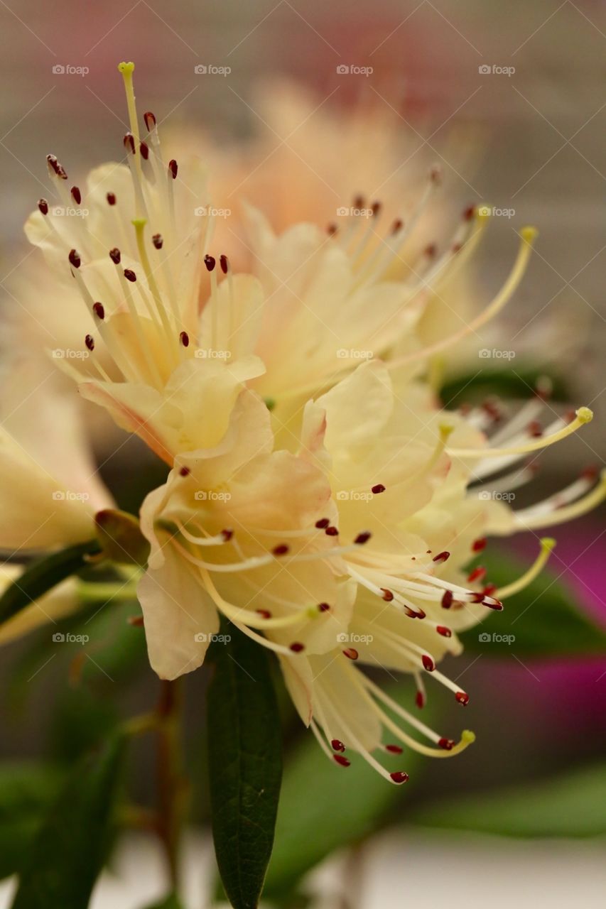 Rhododendron blooms 