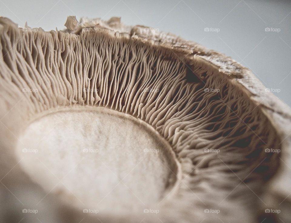 Close up of the underside of a peeled chestnut mushroom 