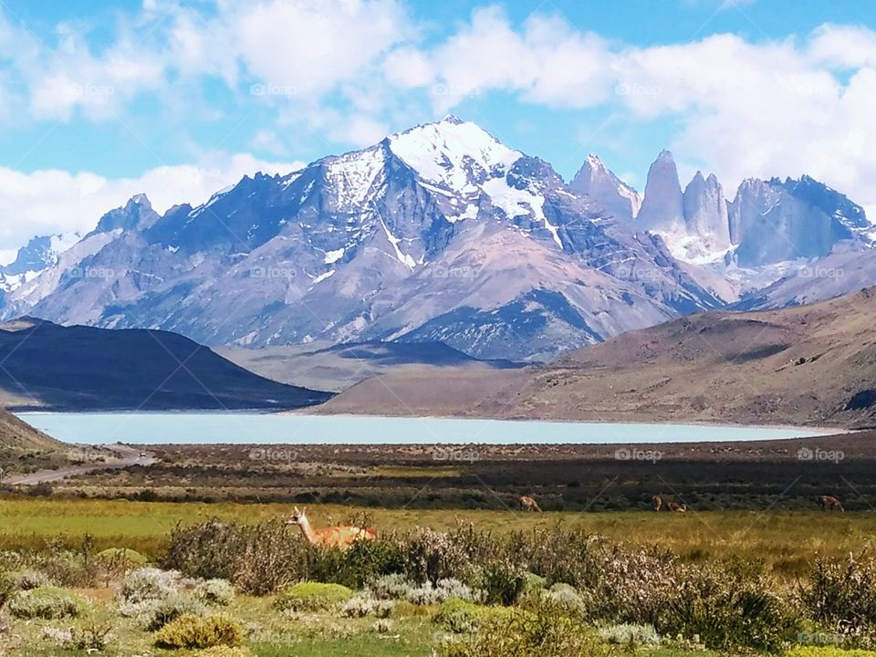 Alpaca in Torres Del Paine