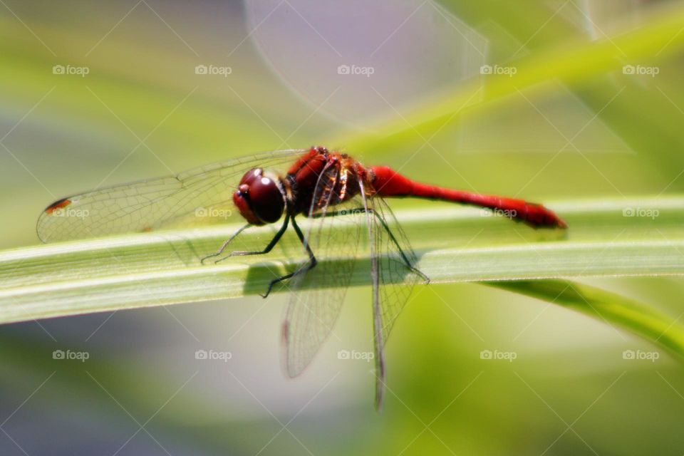 Red dragonfly