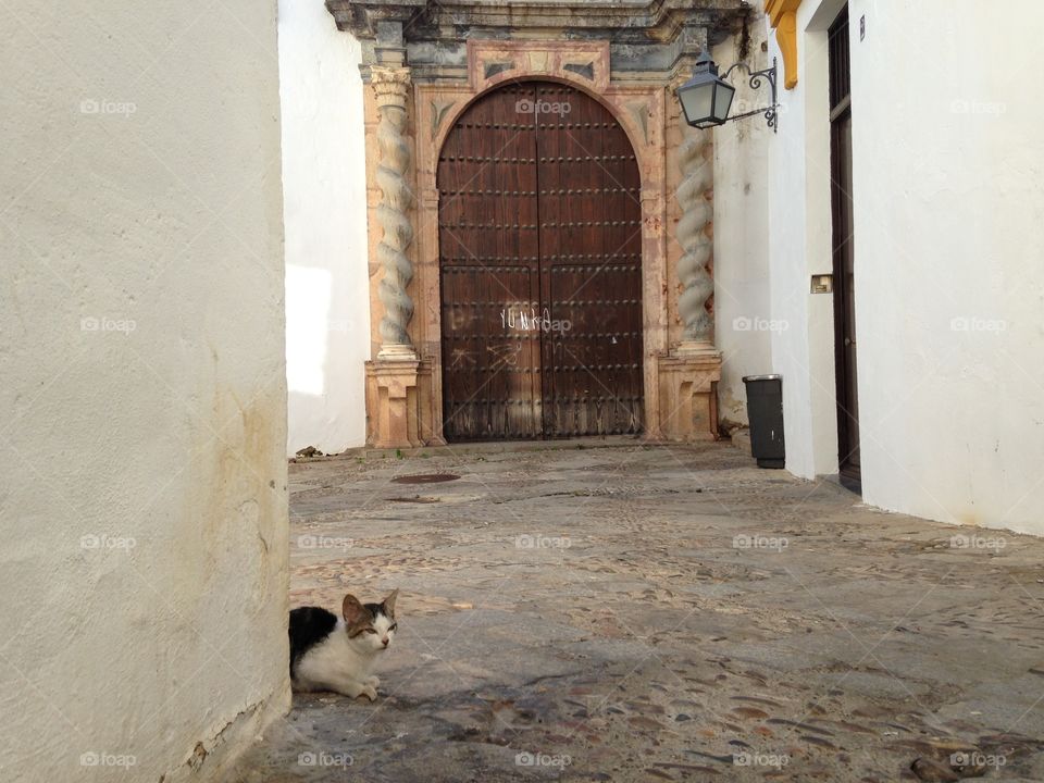 Kitten at the street 