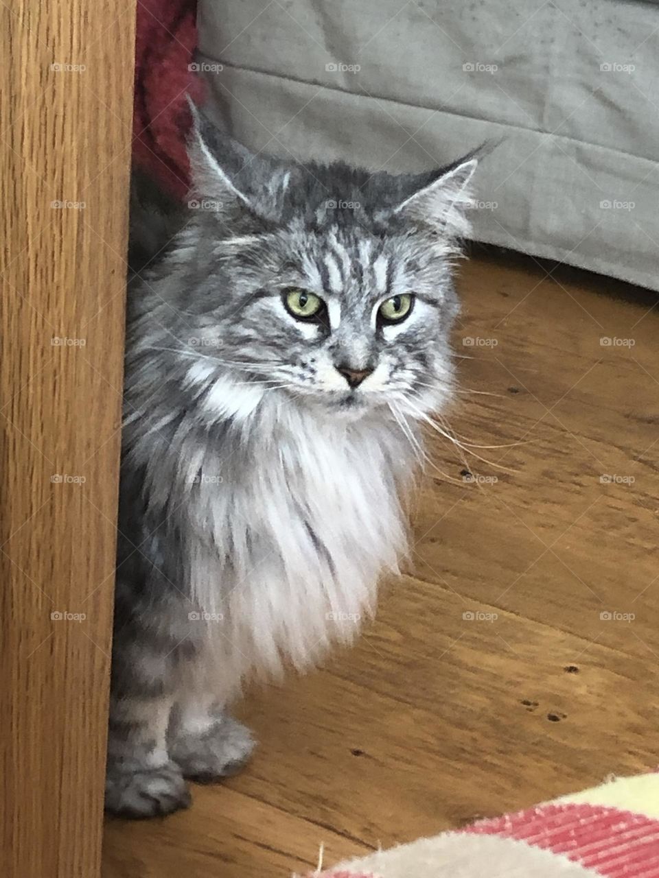 Maine coon