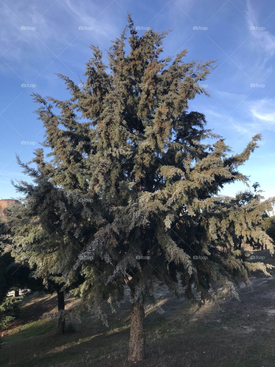 Linda árvore de inverno