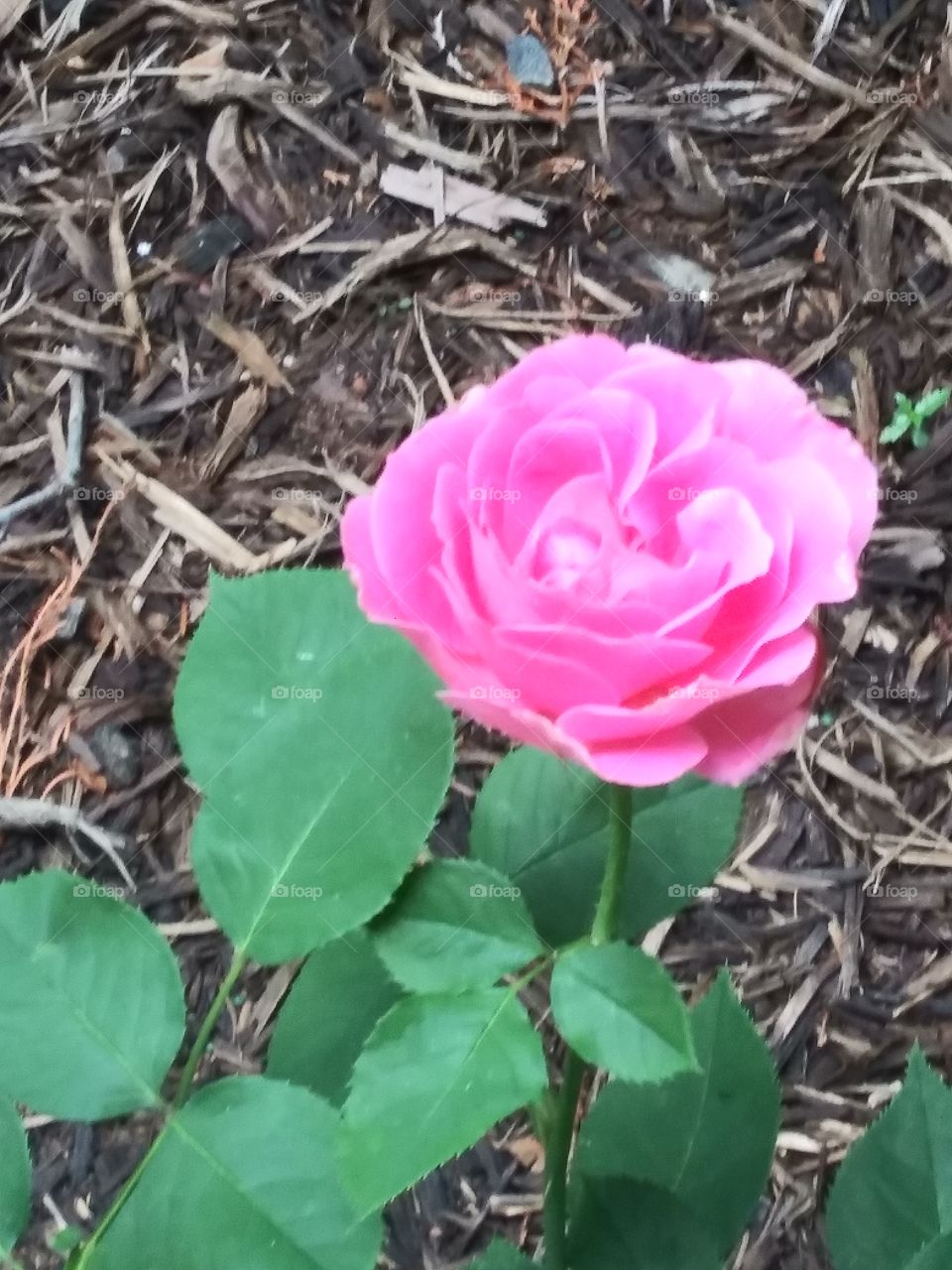 A solitary rose