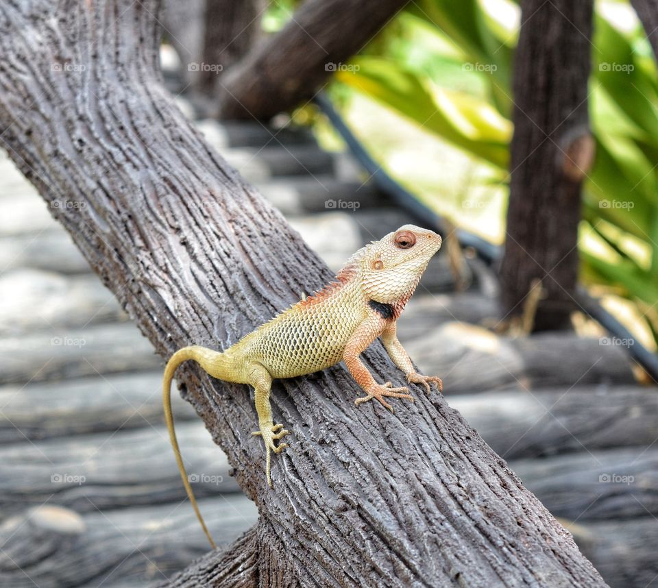 Chemeleon in the garden 
Look at those eyes 
This is specific type of old world liazards(reptiles ).