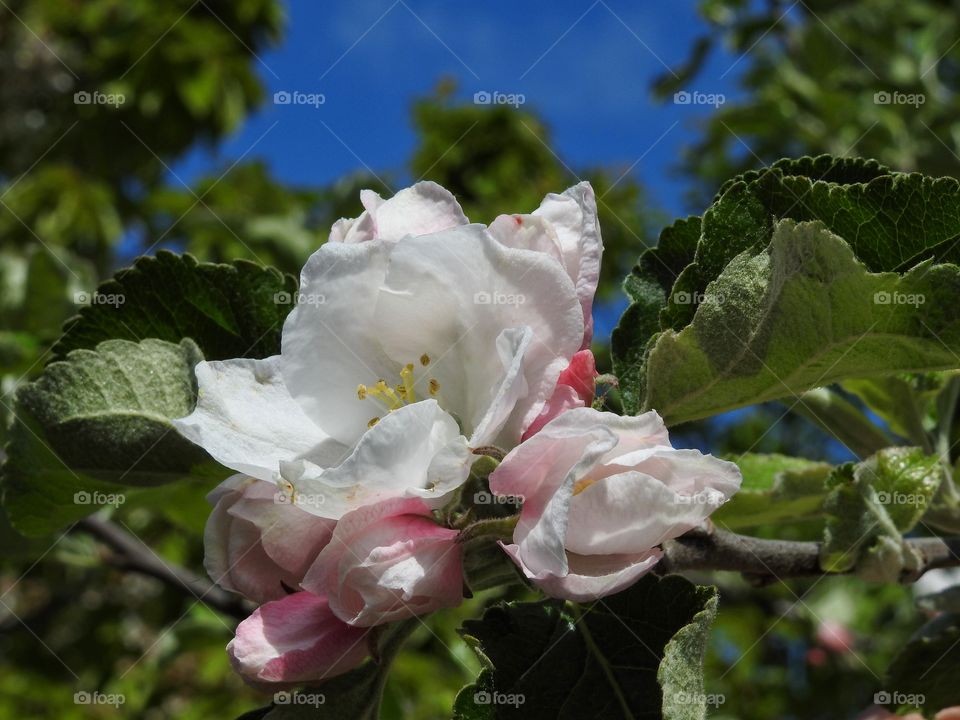 Apple blossom 