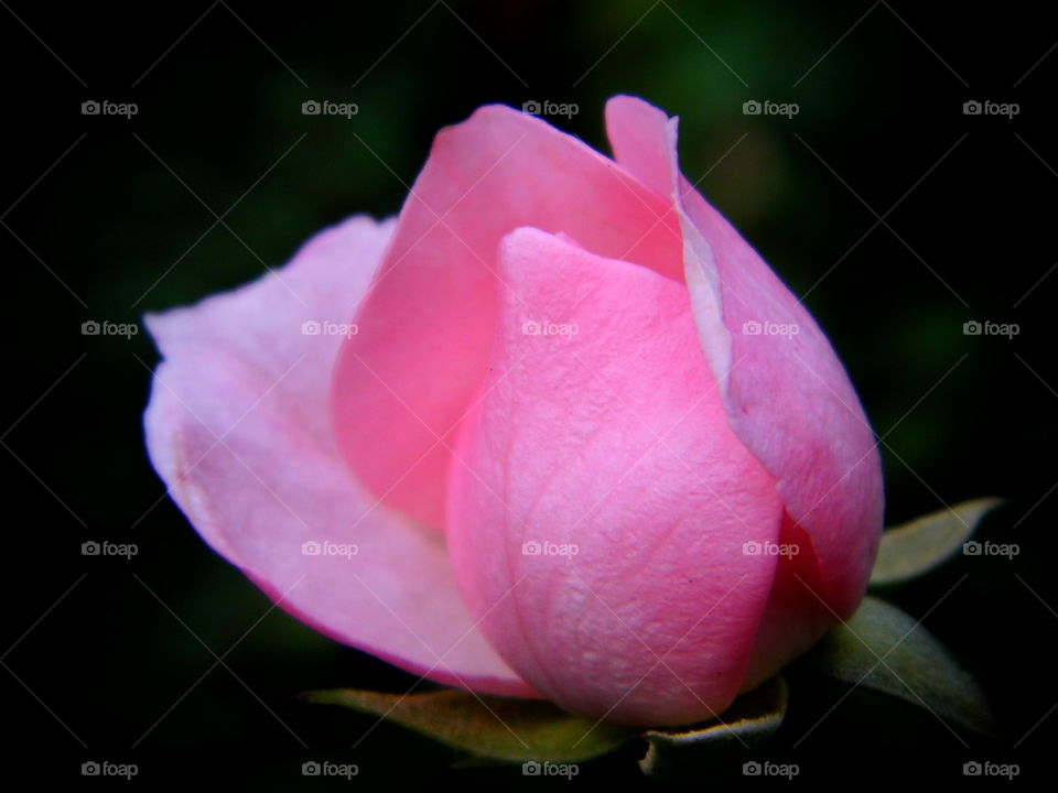 red rose flower in the garden and beautiful color