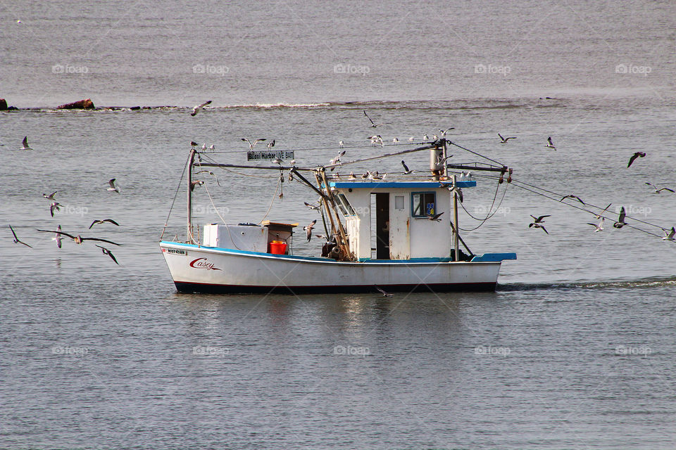Shrimp boat and gulls on the move