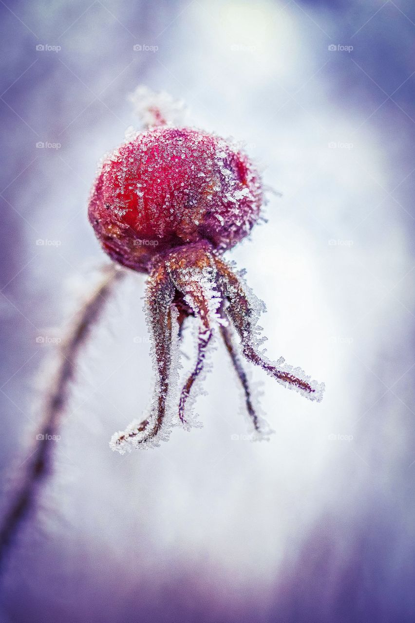 Frozen rosehip 