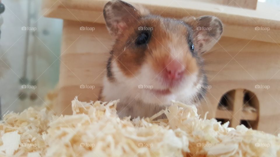 Fritz the hamster