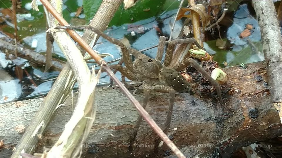 Nature, Tree, Bird, Wildlife, Water