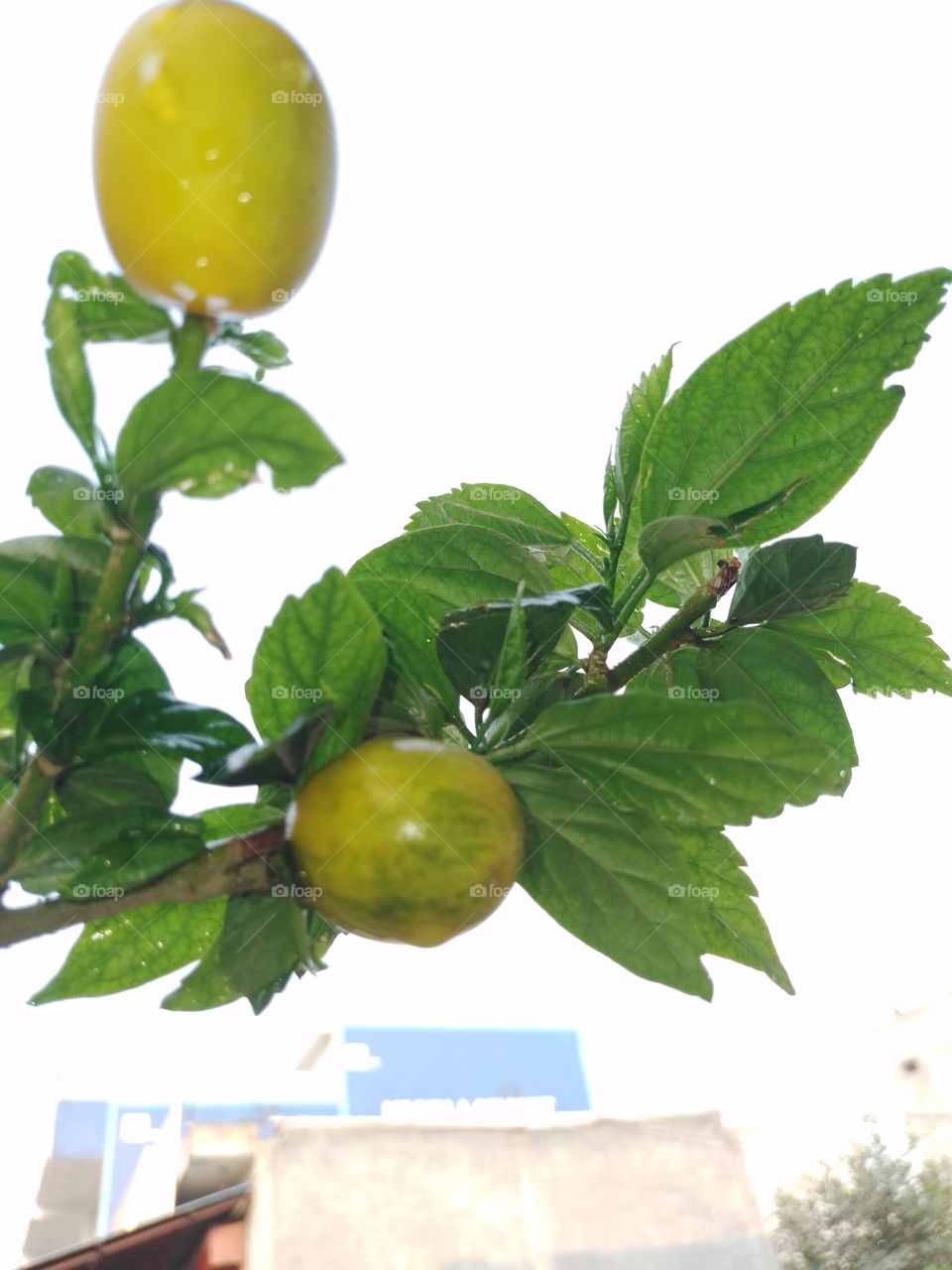 creative flower tree