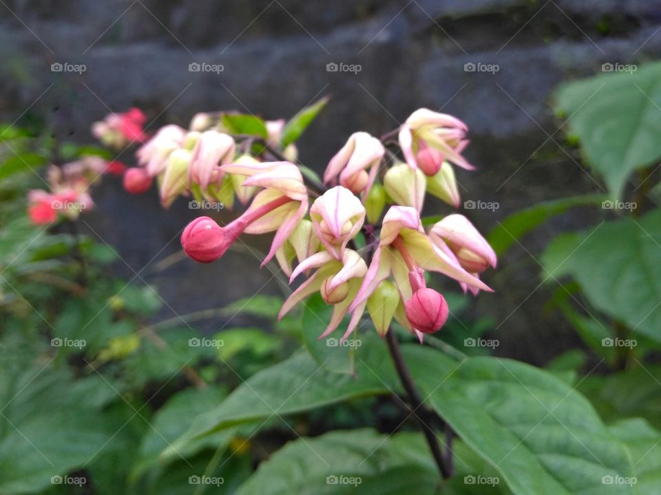 Colored flower bud on the park