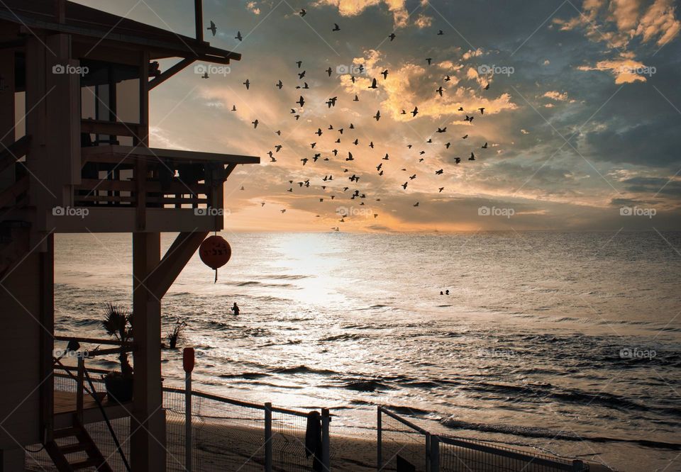 Scenic view. Flock of birds over the sea after sunset.