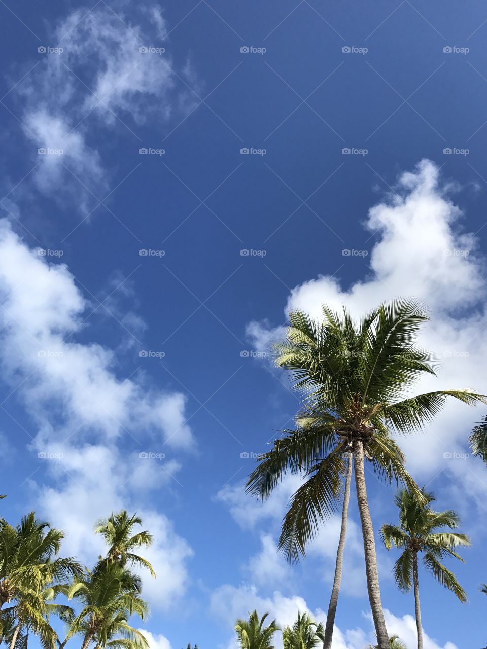 Summer palm trees. Coconut