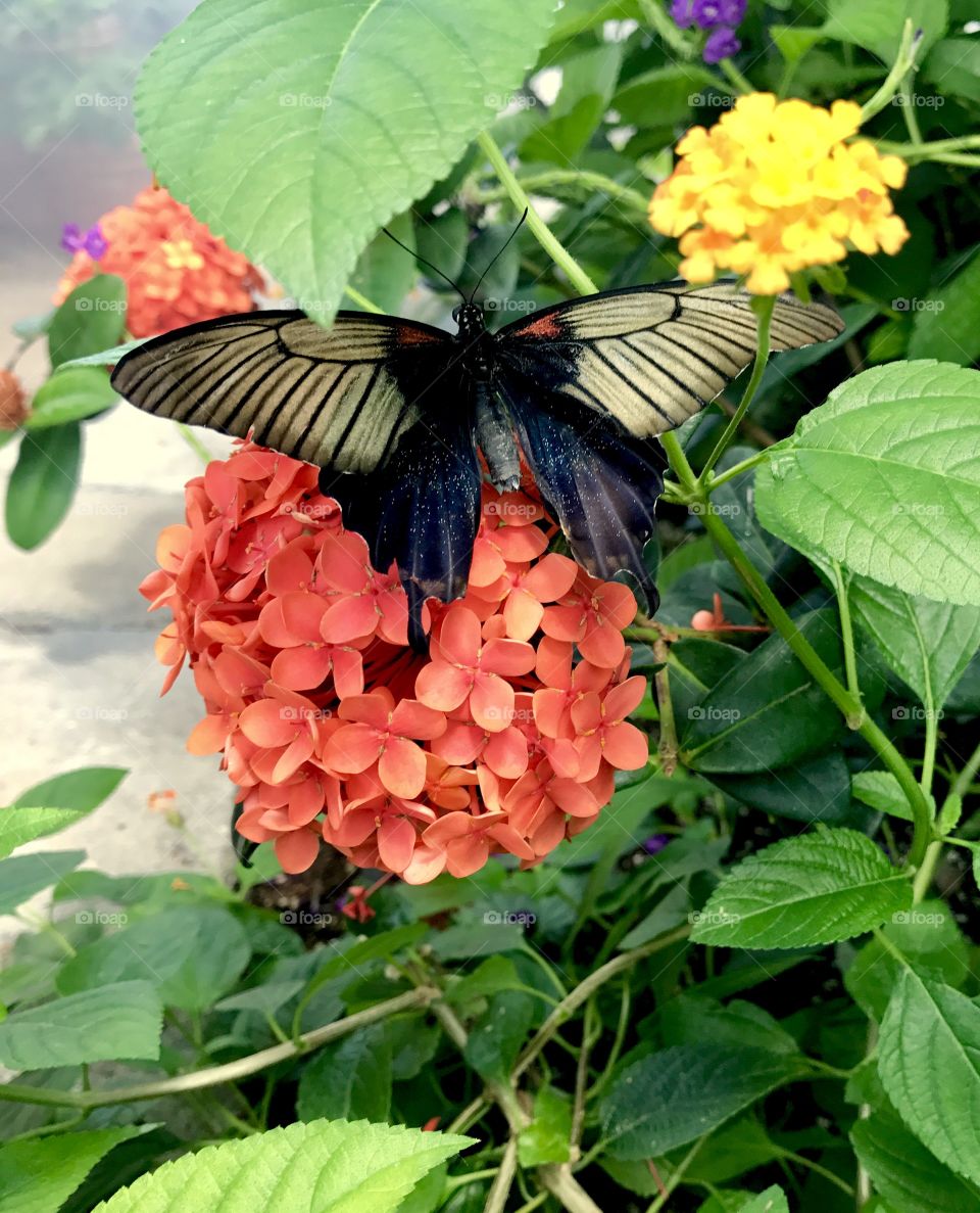 Butterfly on Orange Flower