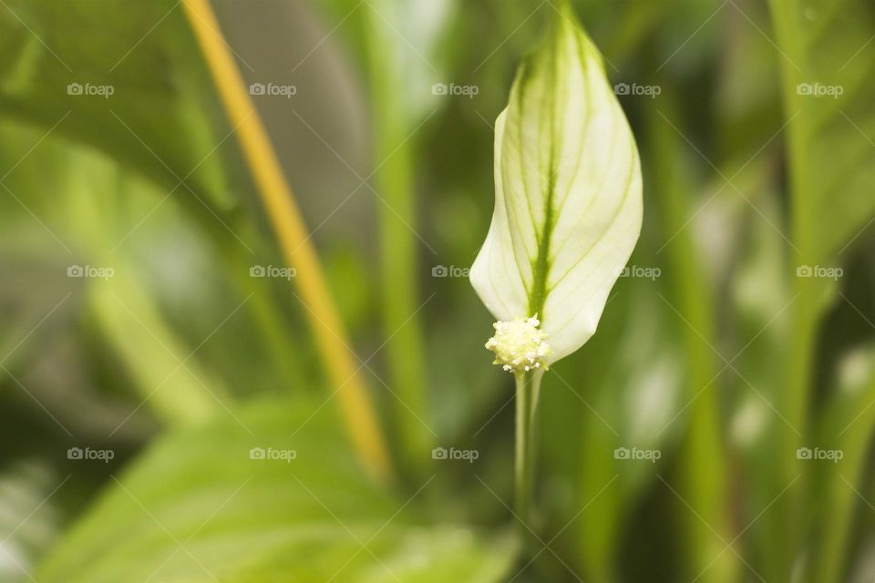 Macro shot of beautiful white flower