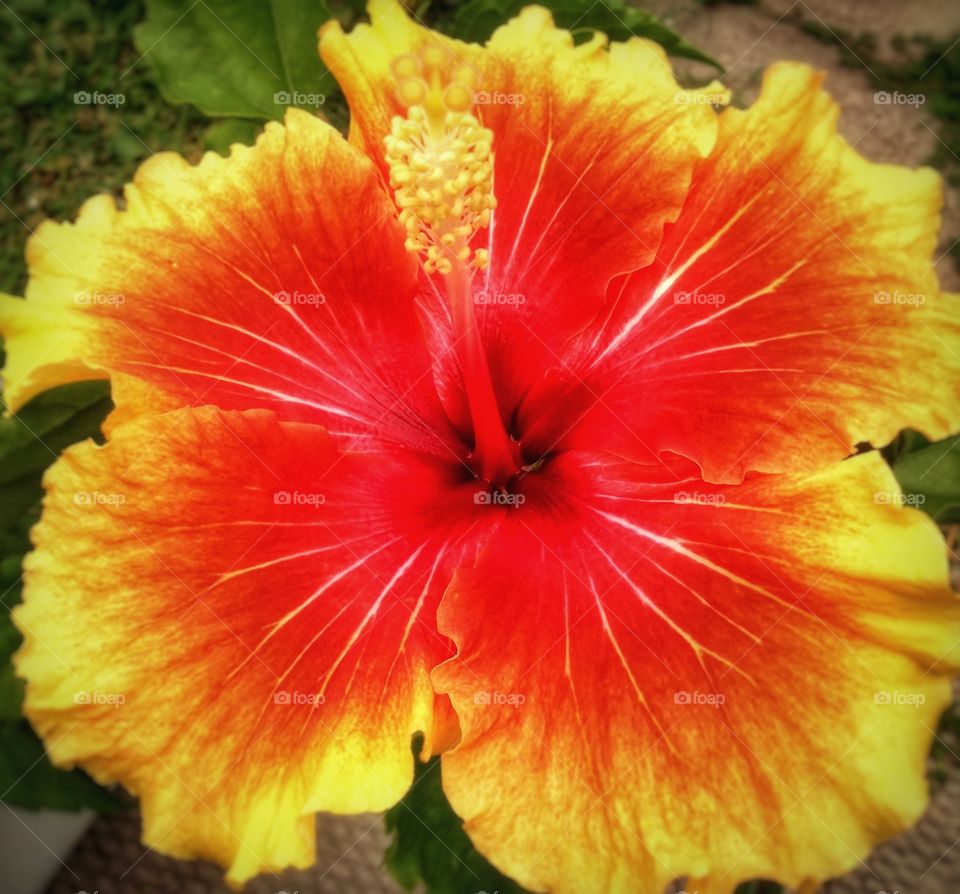 Aloha. My favourite hibiscus.