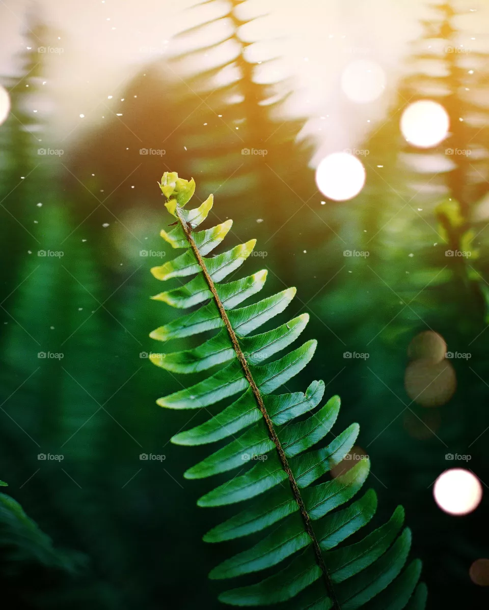 green trer