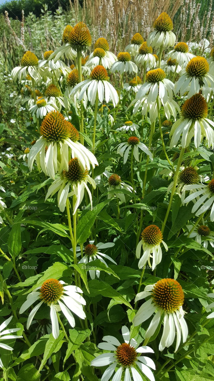 flowers