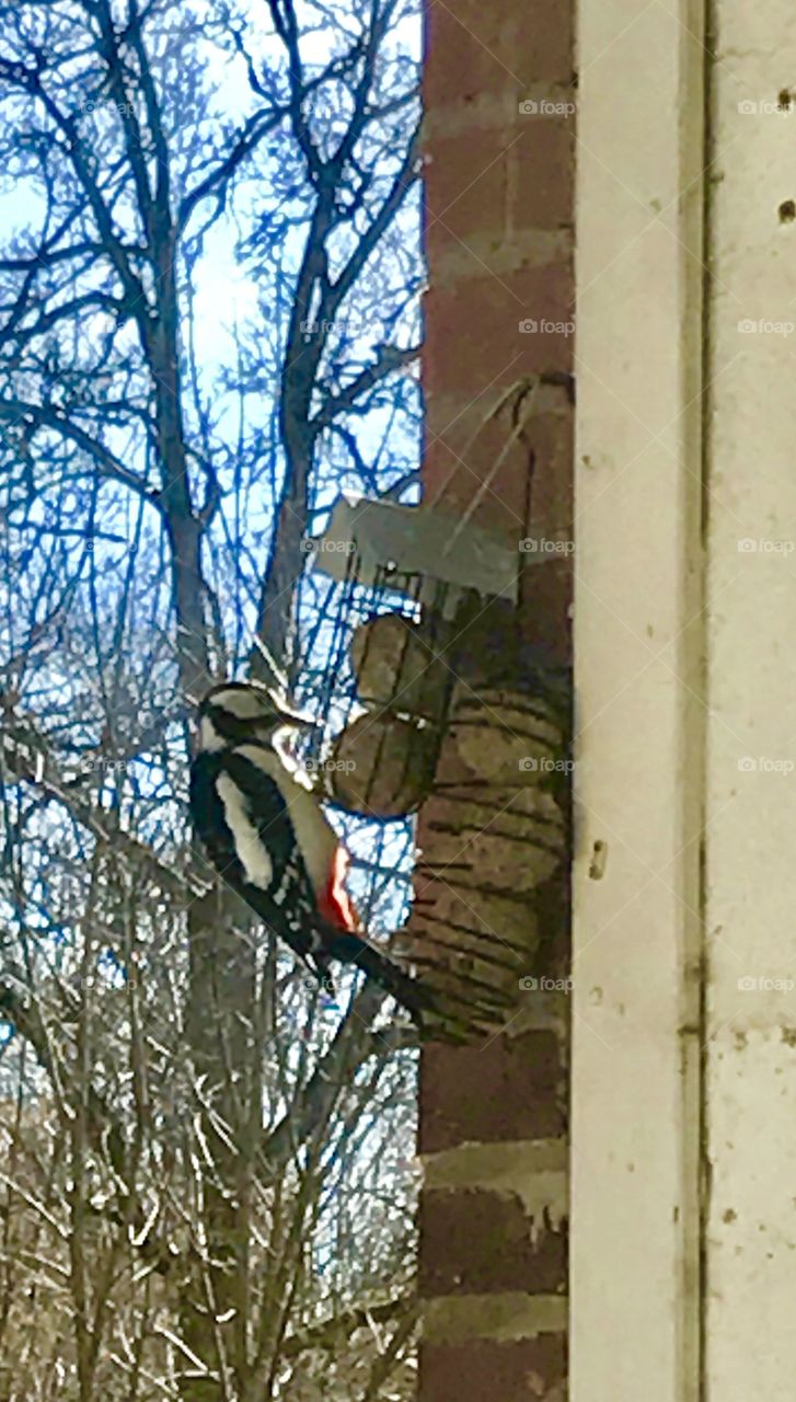 Woodpecker on my balcony