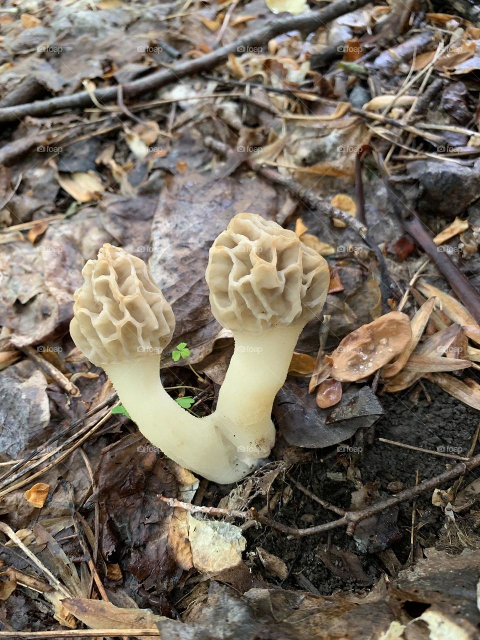 Morel Mushrooms 