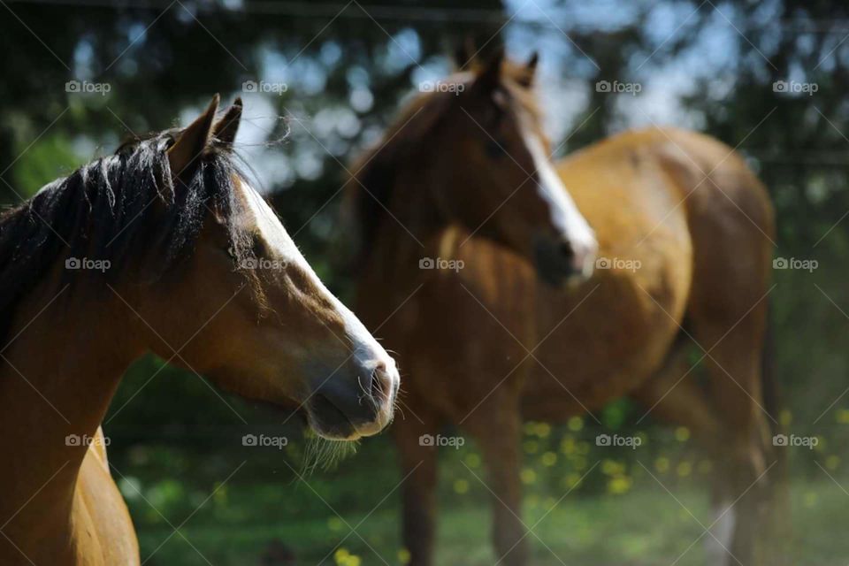 Two geldings in a field. These are two bay welsh ponies. They were having a very playful day in the nice summer sun. I really like the focus in this shot and how both boys are looking away.
