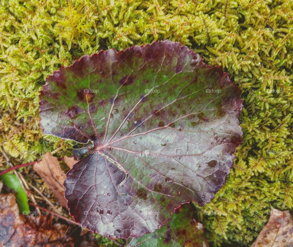 Textured Leaf