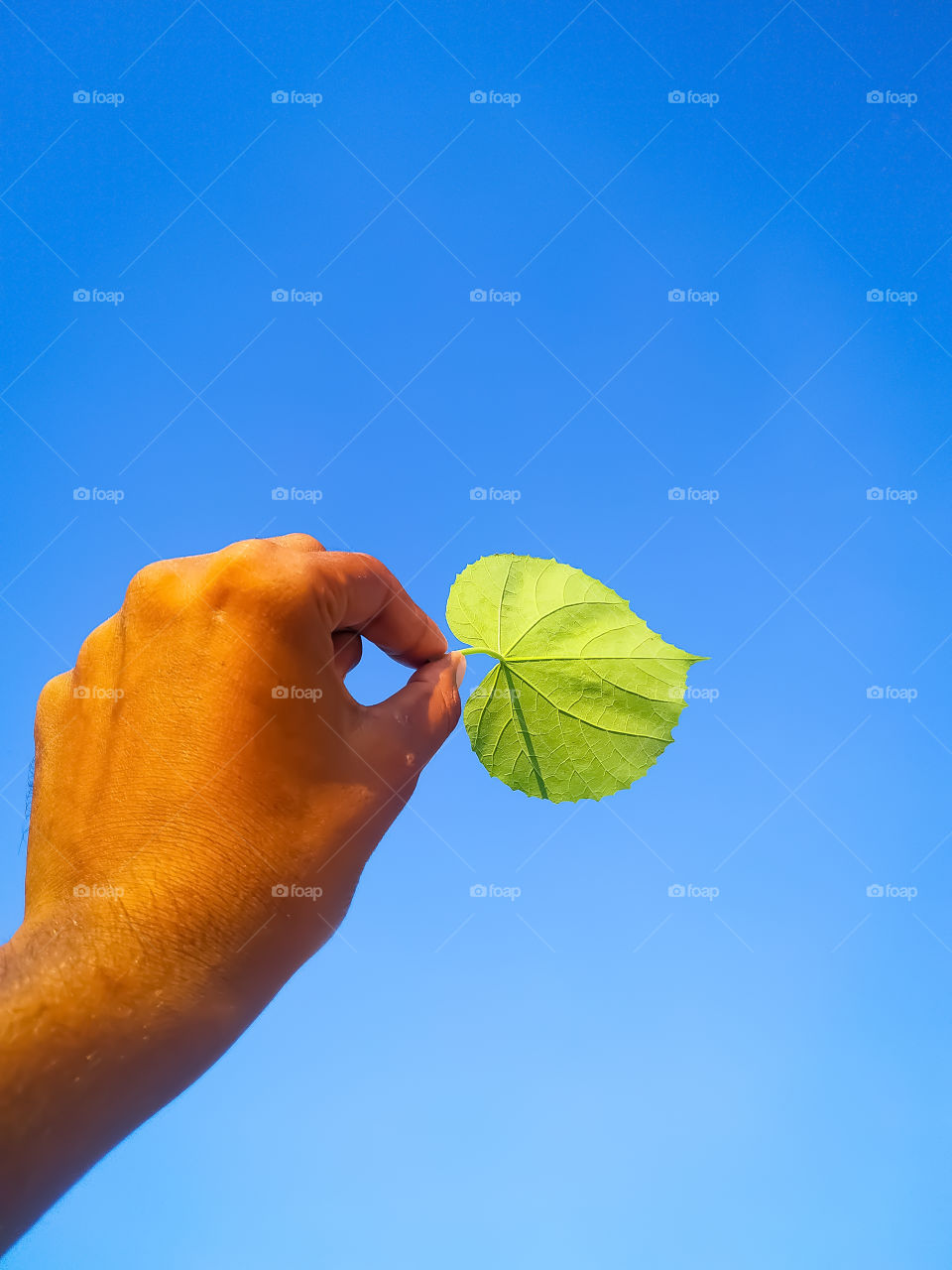 Fresh green leaf in the boy's hand against the backdrop of the sky