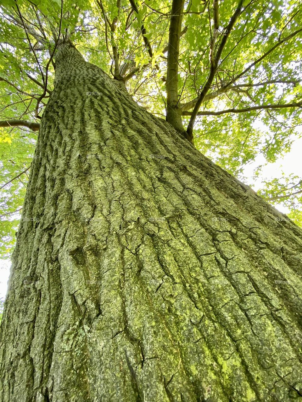 Looking up to the tree 