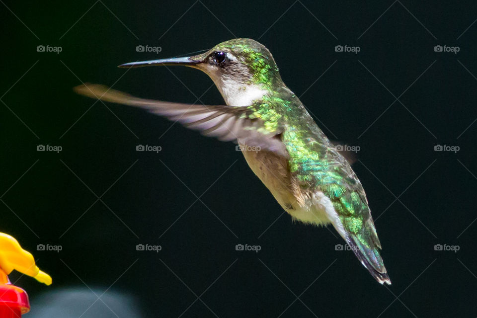Hummingbird in flight