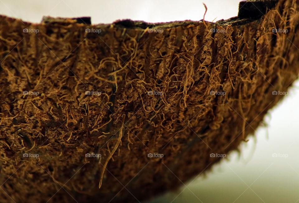 Coconut Macro shot