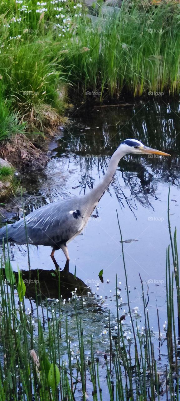 heron