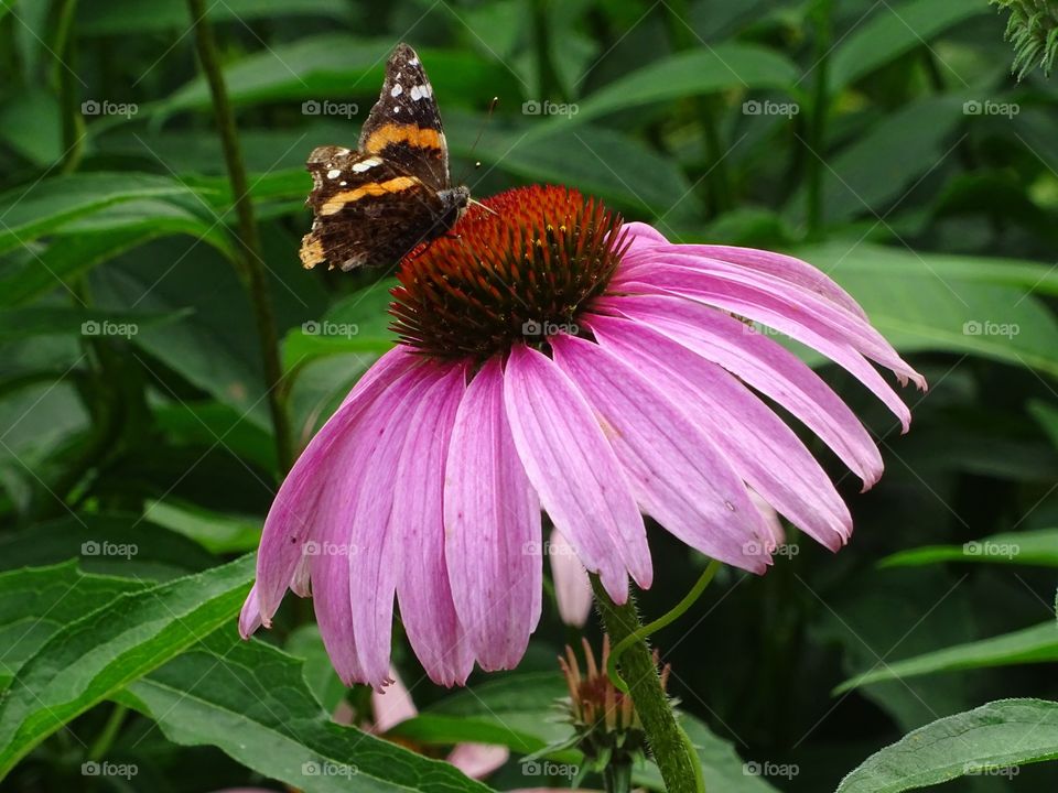 Purple coneflower and butterfly 